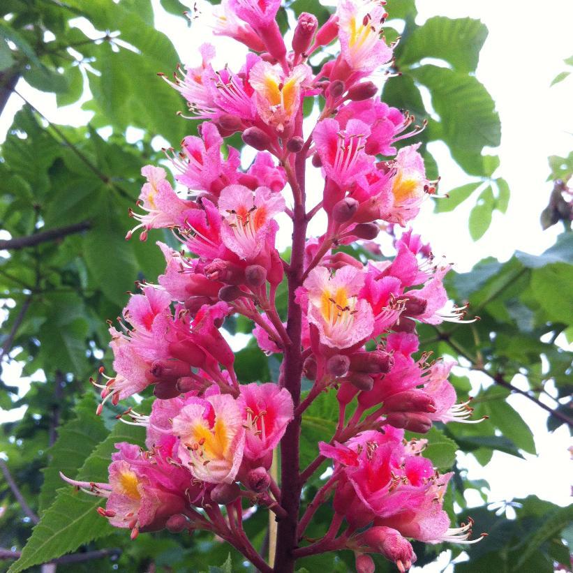 Aesculus Carnea Briotii Single Stem - View 13 from www redcrocus com