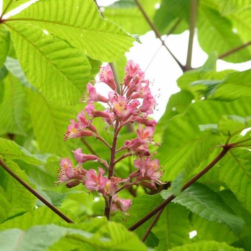 Aesculus Carnea Briotii Single Stem - View 14 from www redcrocus com