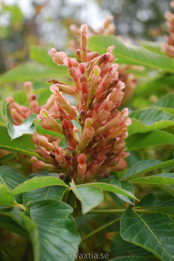 Aesculus Carnea Briotii Single Stem - View 19 from www redcrocus com