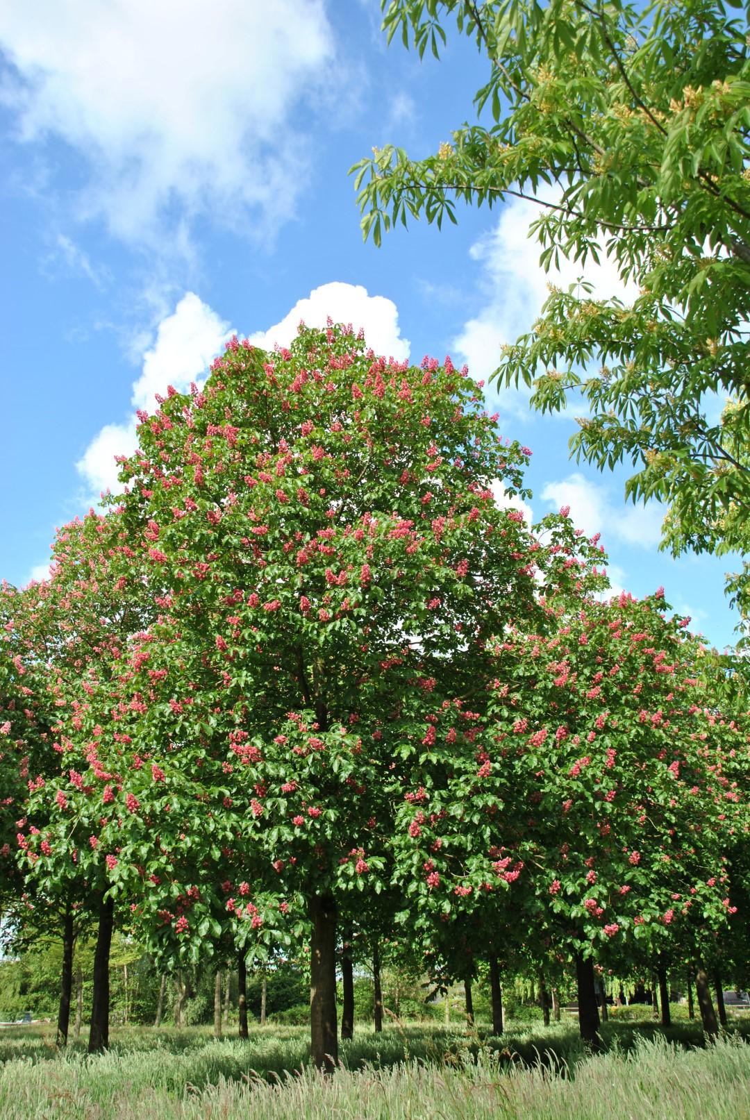 Aesculus Carnea Briotii Single Stem - View 1 from www redcrocus com