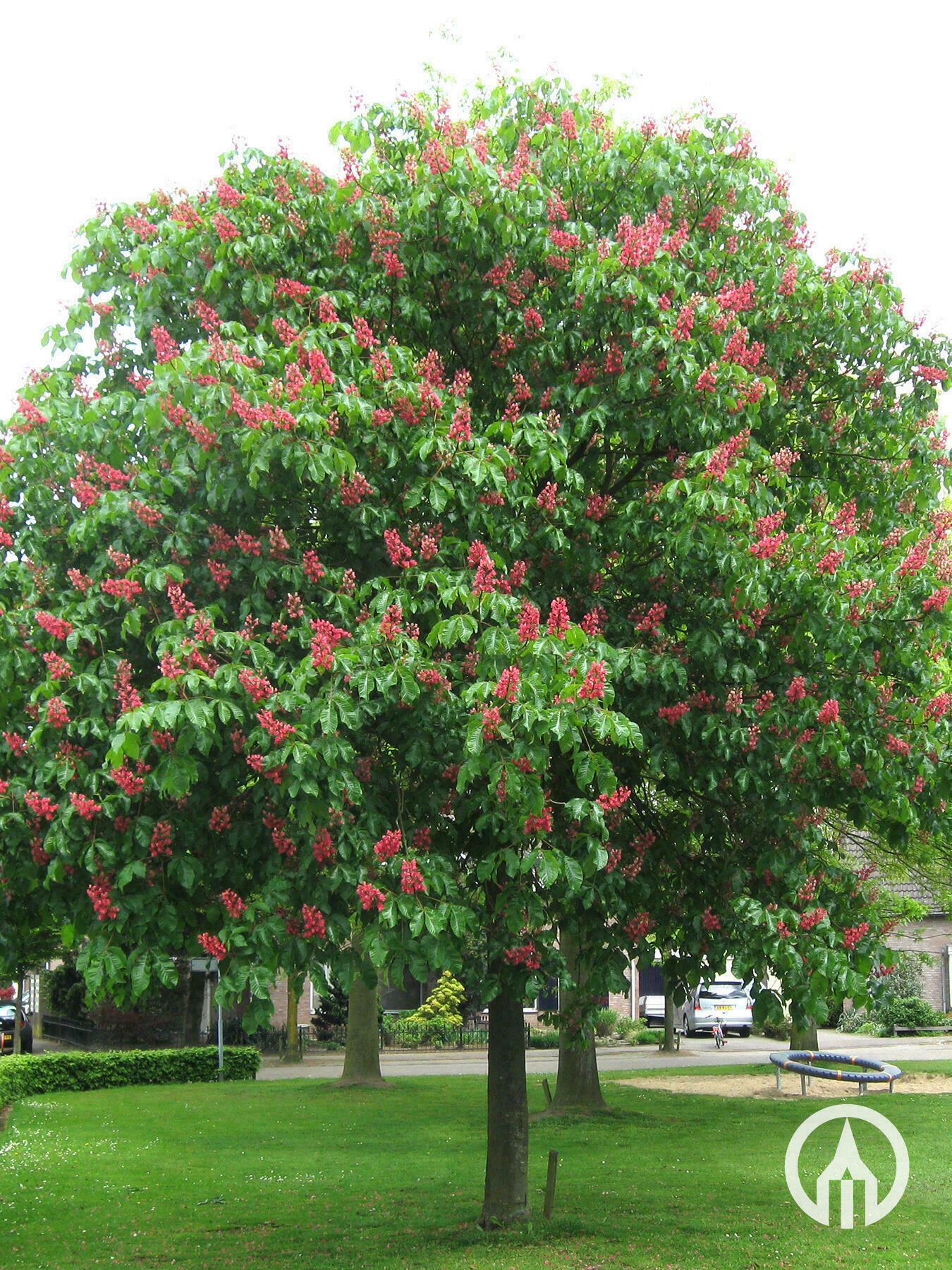 Aesculus Carnea Briotii Single Stem - View 2 from www redcrocus com
