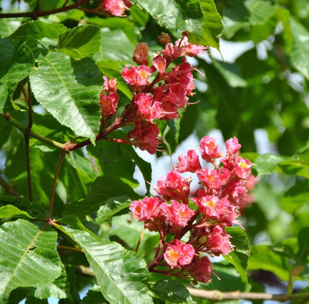 Aesculus Carnea Briotii Single Stem - View 5 from www redcrocus com