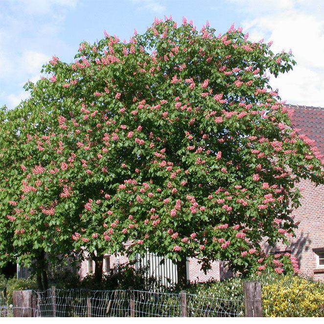 Aesculus Carnea Briotii Single Stem - View 6 from www redcrocus com