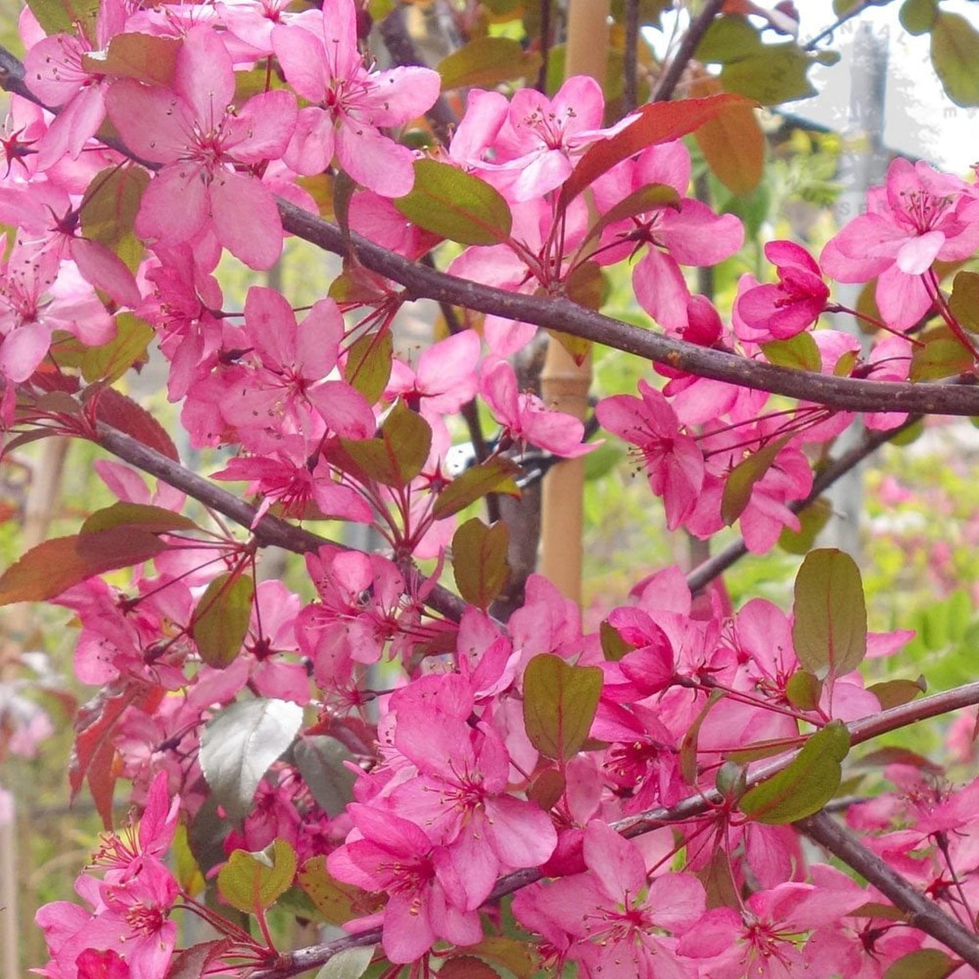 Malus Royal Raindrops - View 11 from www redcrocus com
