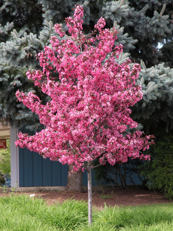 Malus Royal Raindrops - View 12 from www redcrocus com