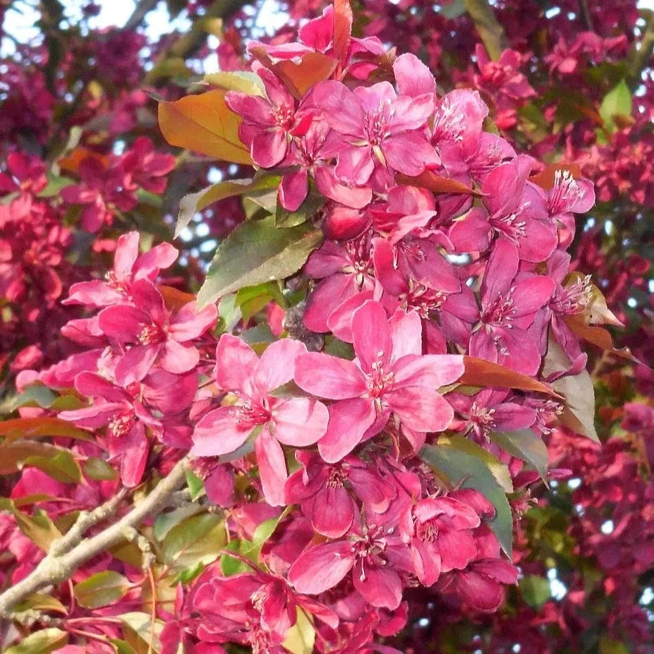 Malus Royal Raindrops - View 12 from www redcrocus com
