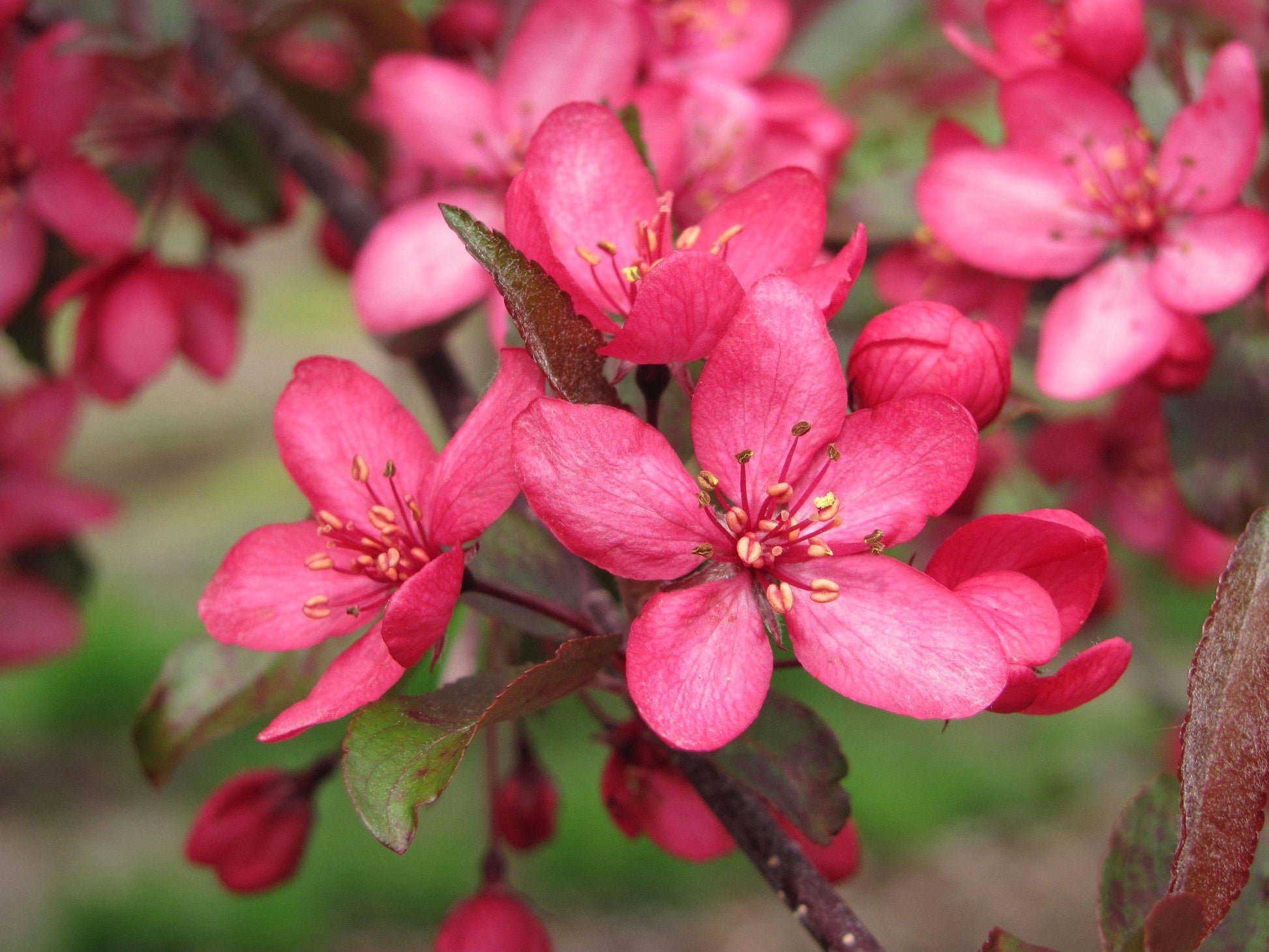 Malus Royal Raindrops - View 14 from www redcrocus com