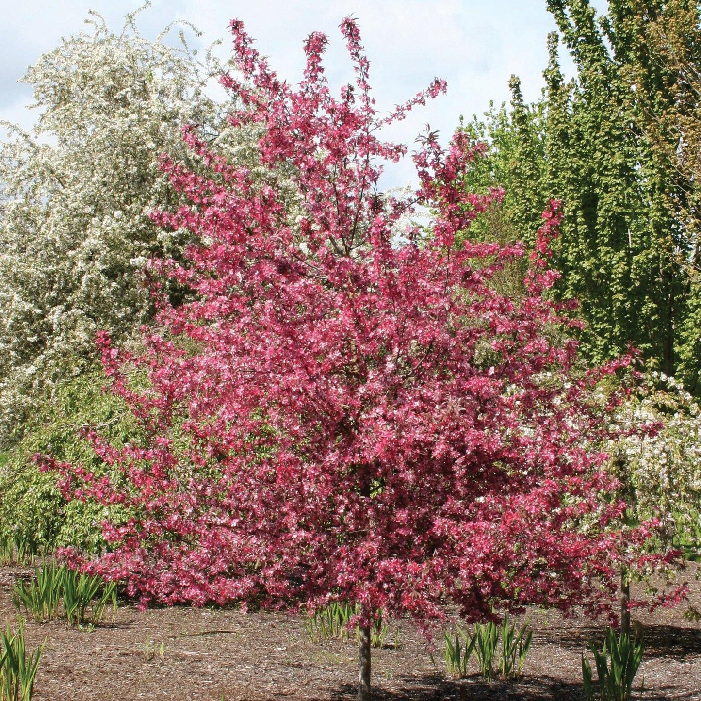 Malus Royal Raindrops - View 15 from www redcrocus com