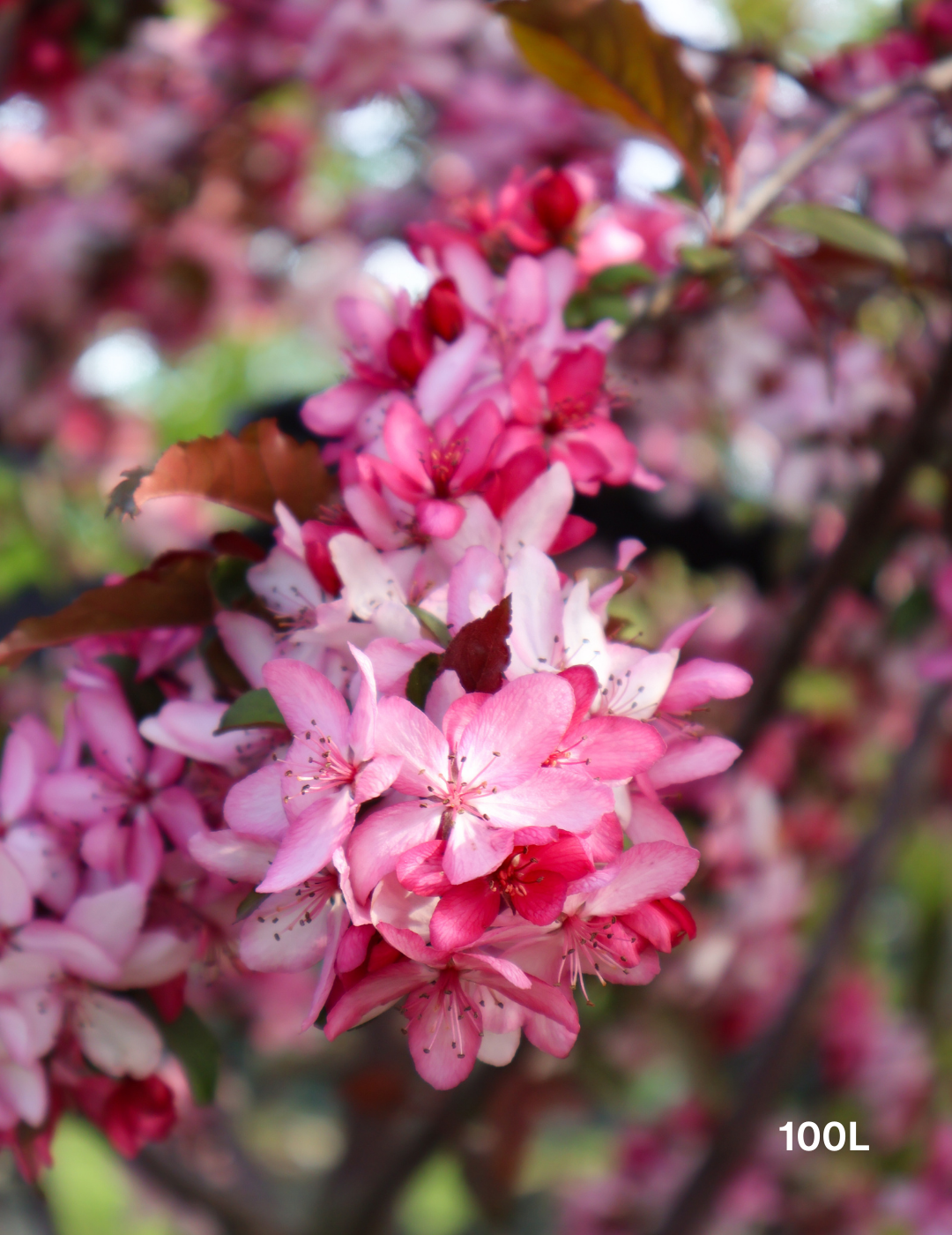 Malus Royal Raindrops - View 16 from www redcrocus com