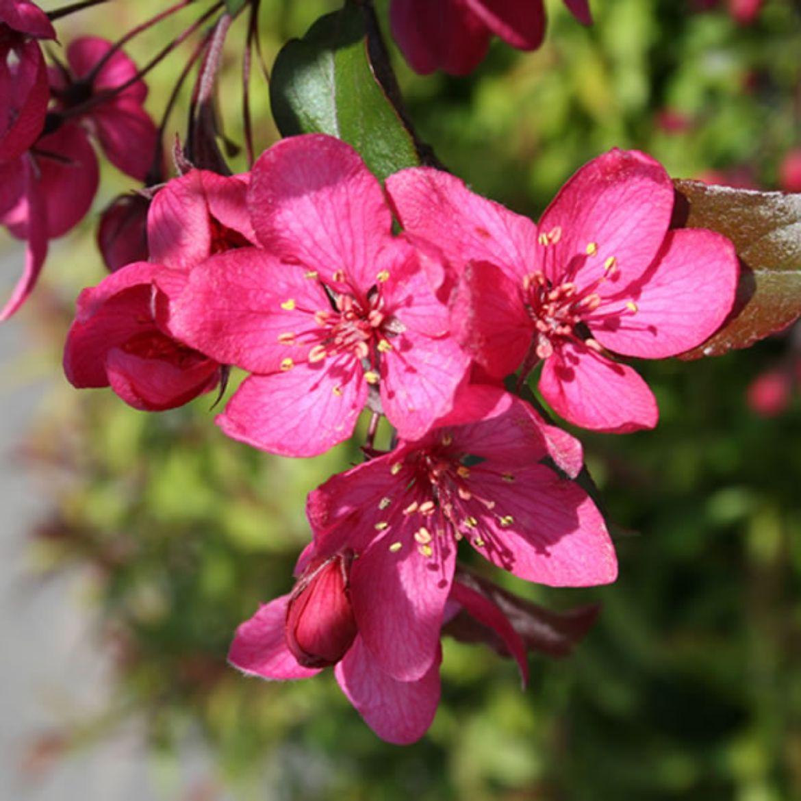 Malus Royal Raindrops - View 17 from www redcrocus com