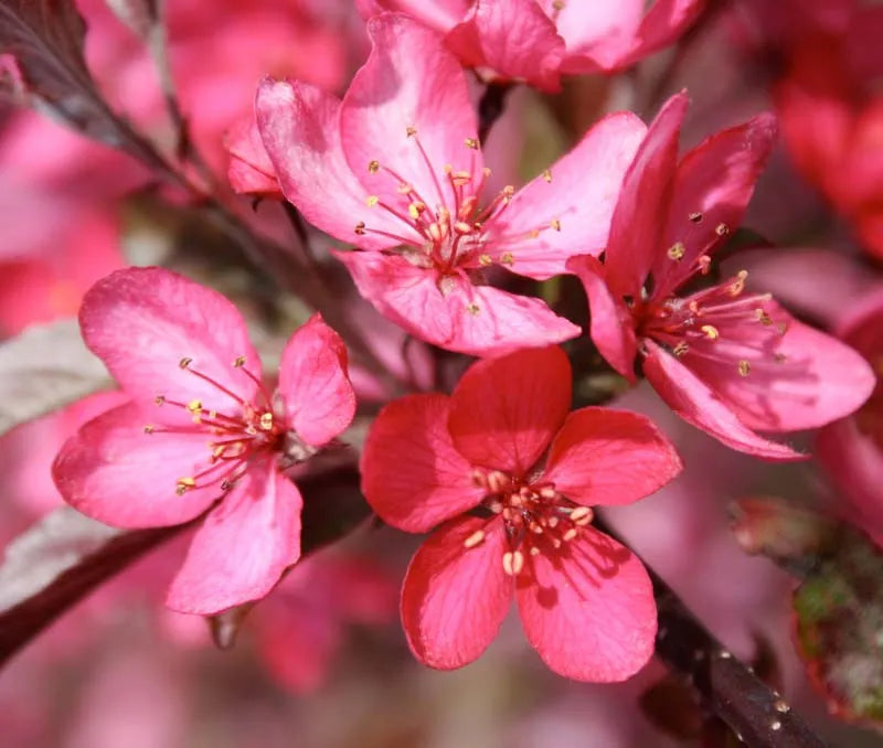 Malus Royal Raindrops - View 18 from www redcrocus com
