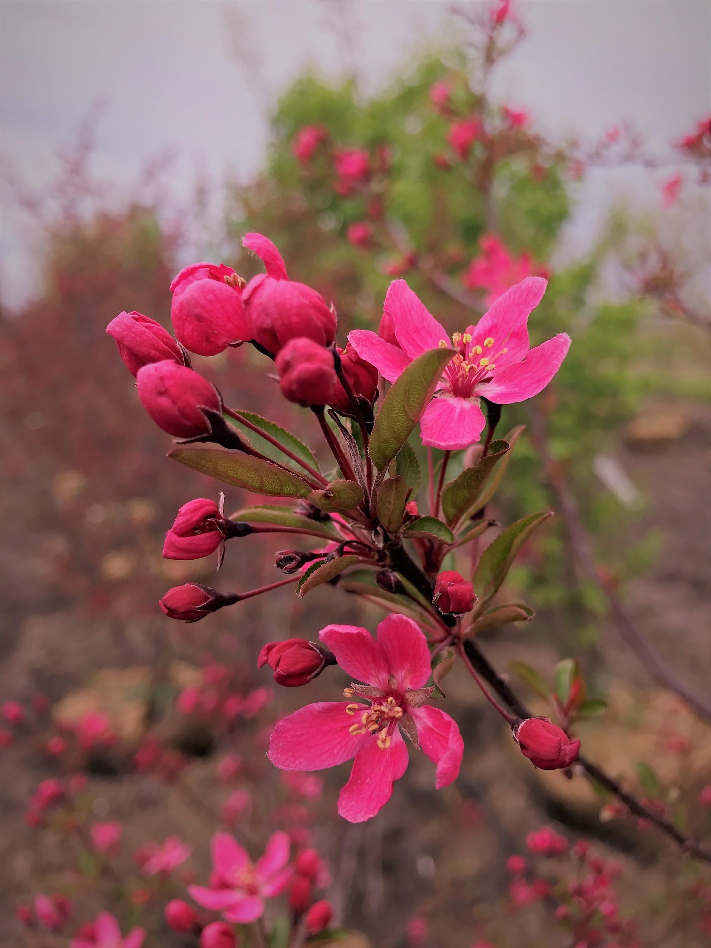 Malus Royal Raindrops - View 18 from www redcrocus com