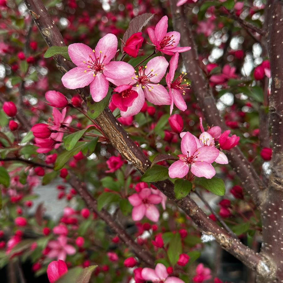 Malus Royal Raindrops - View 19 from www redcrocus com