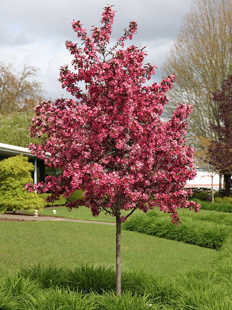 Malus Royal Raindrops - View 1 from www redcrocus com