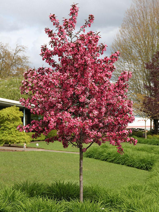 Malus Royal Raindrops - View 1 from www redcrocus com