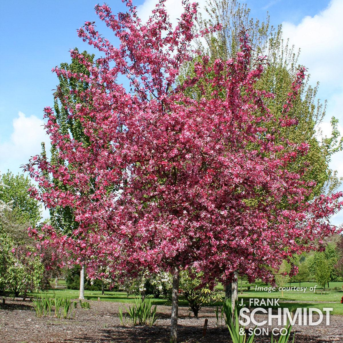 Malus Royal Raindrops - View 20 from www redcrocus com