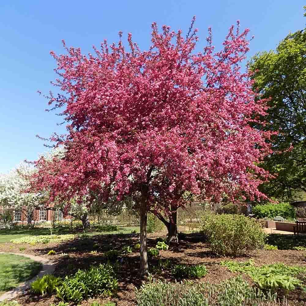 Malus Royal Raindrops - View 4 from www redcrocus com