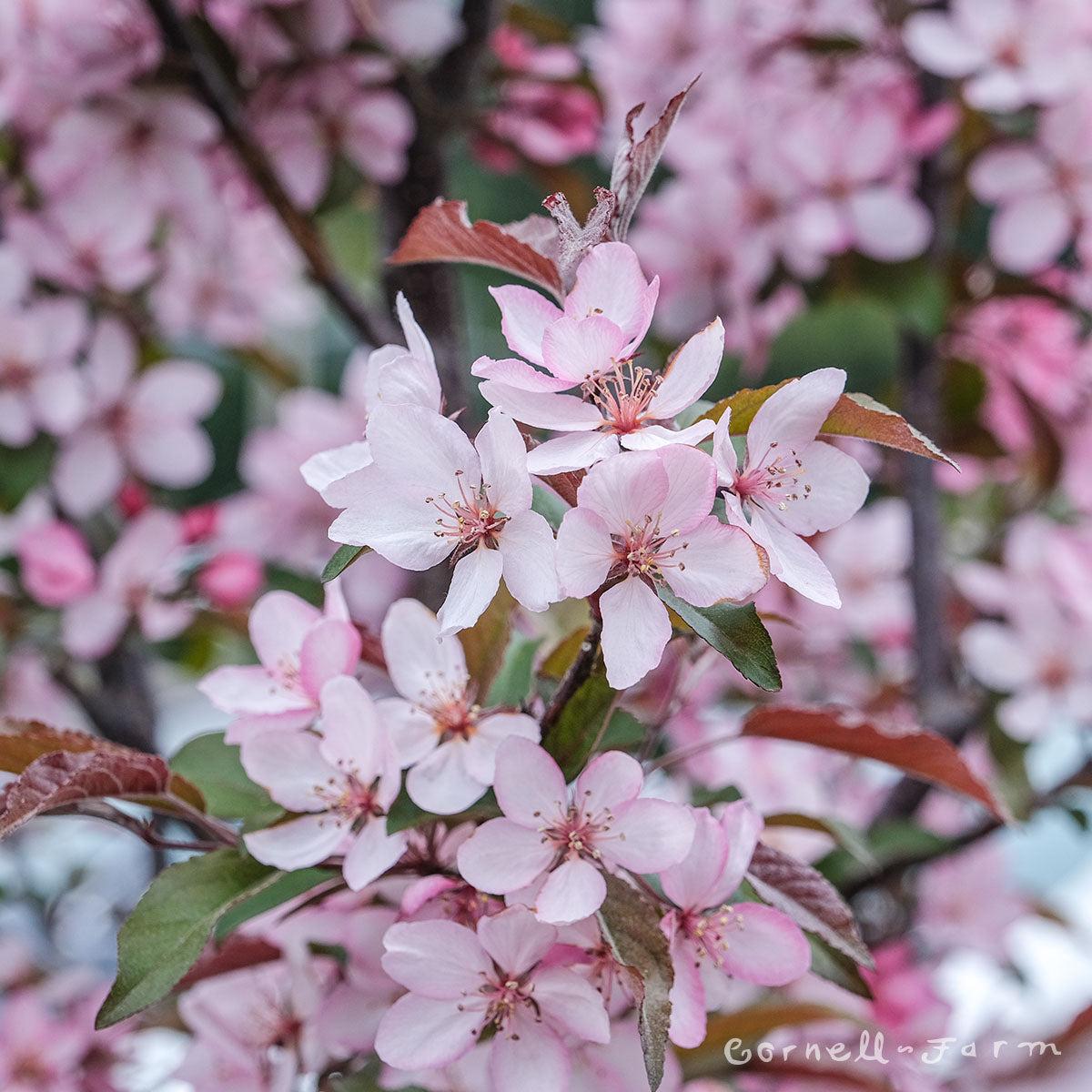 Malus Royal Raindrops - View 5 from www redcrocus com
