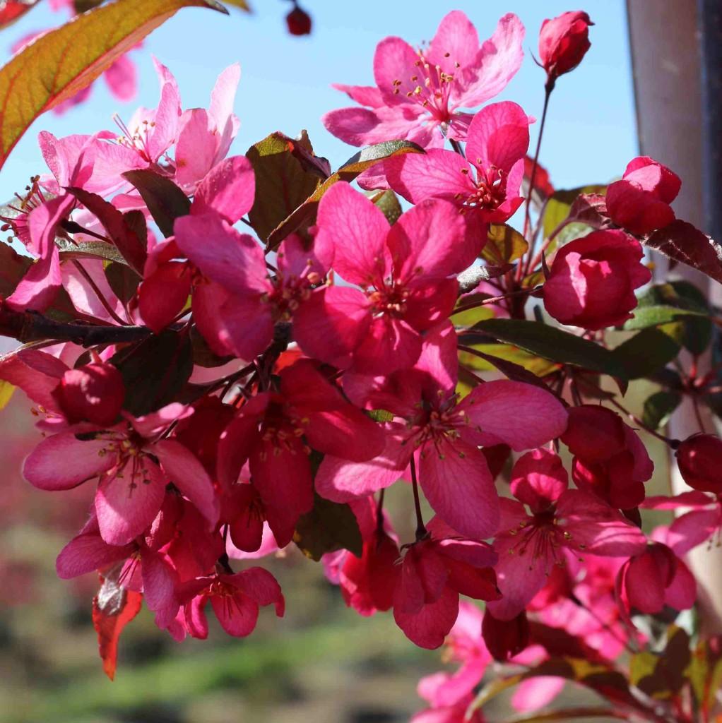 Malus Royal Raindrops - View 6 from www redcrocus com
