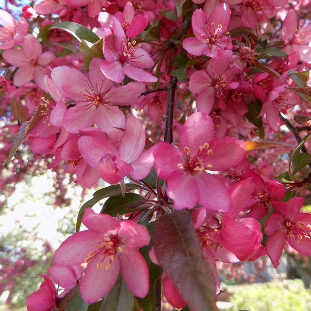 Malus Royal Raindrops - View 7 from www redcrocus com