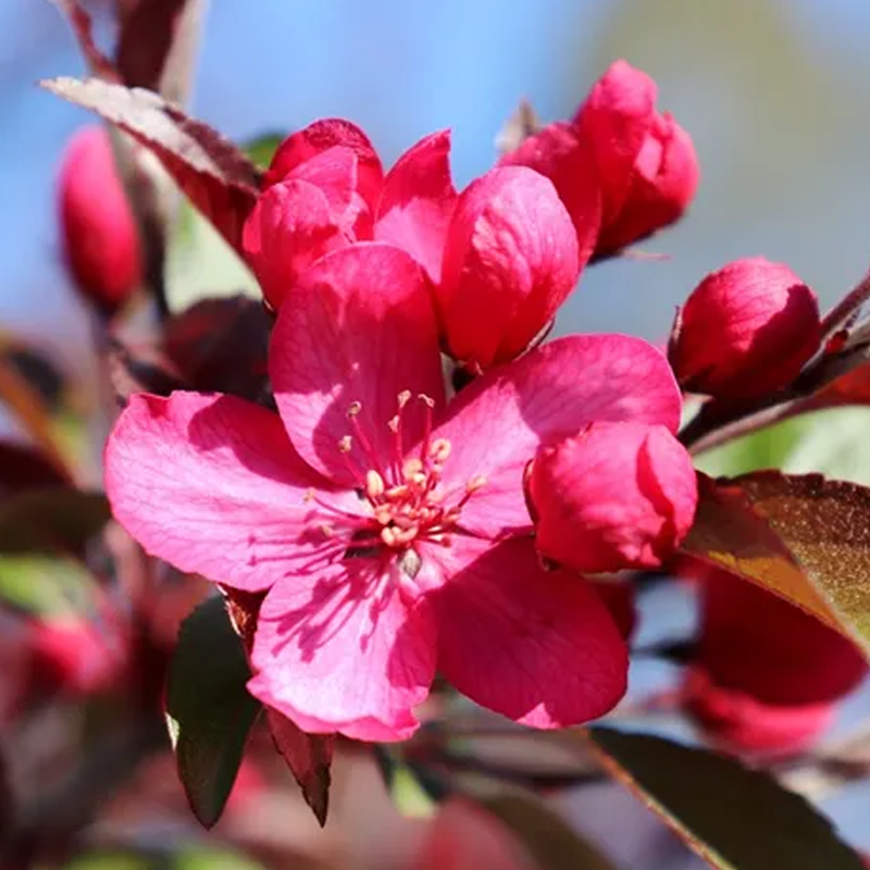 Malus Royal Raindrops - View 9 from www redcrocus com