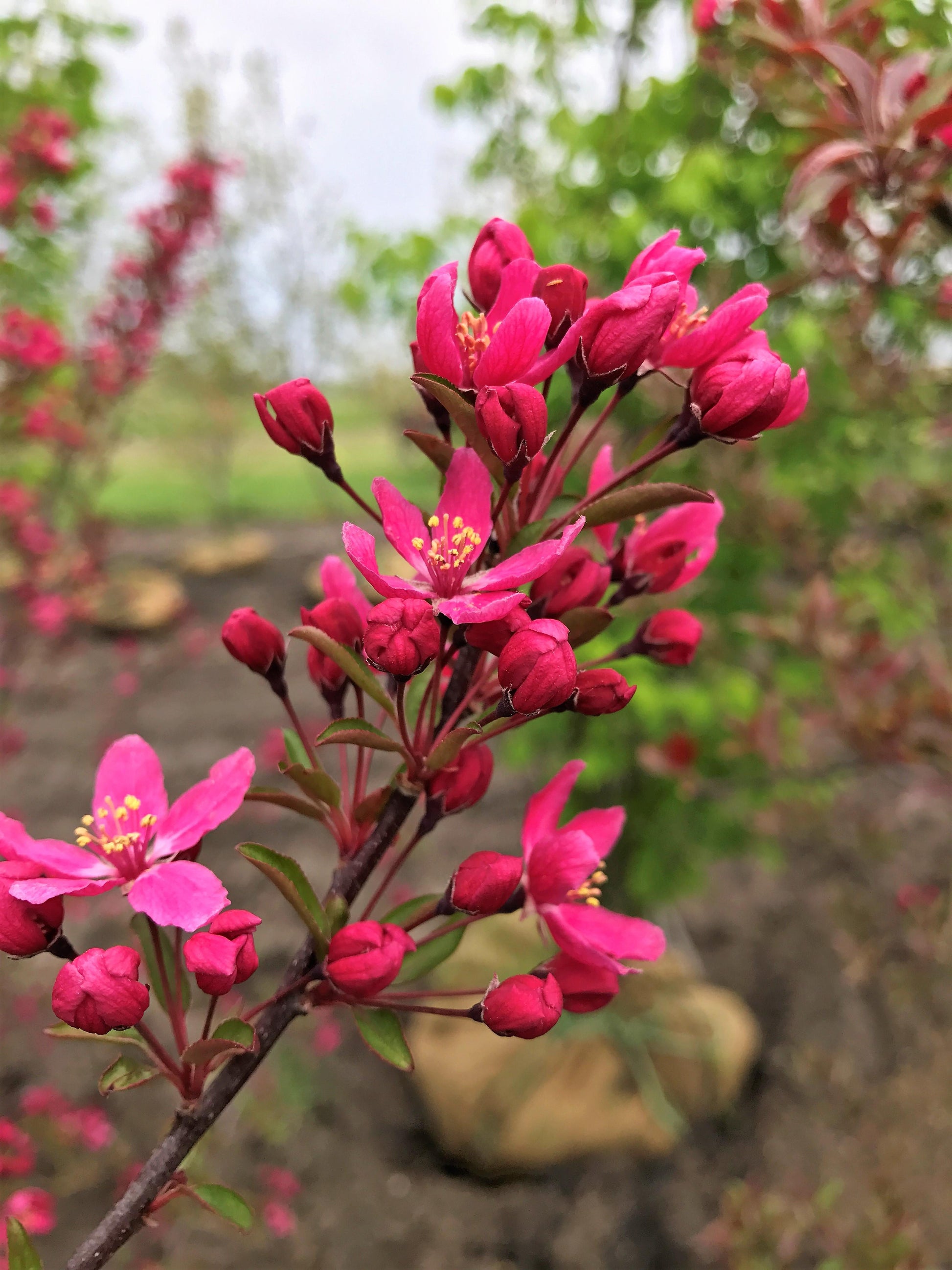 Malus Royal Raindrops - View 9 from www redcrocus com