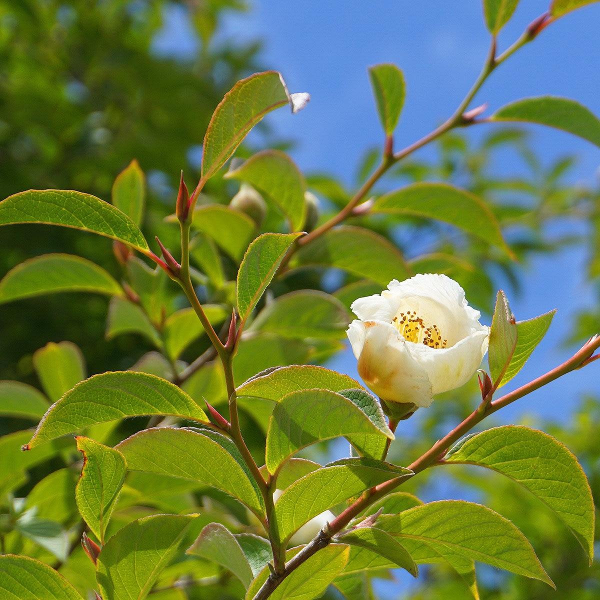 Stewartia Pseudocamelia - View 10 from www redcrocus com