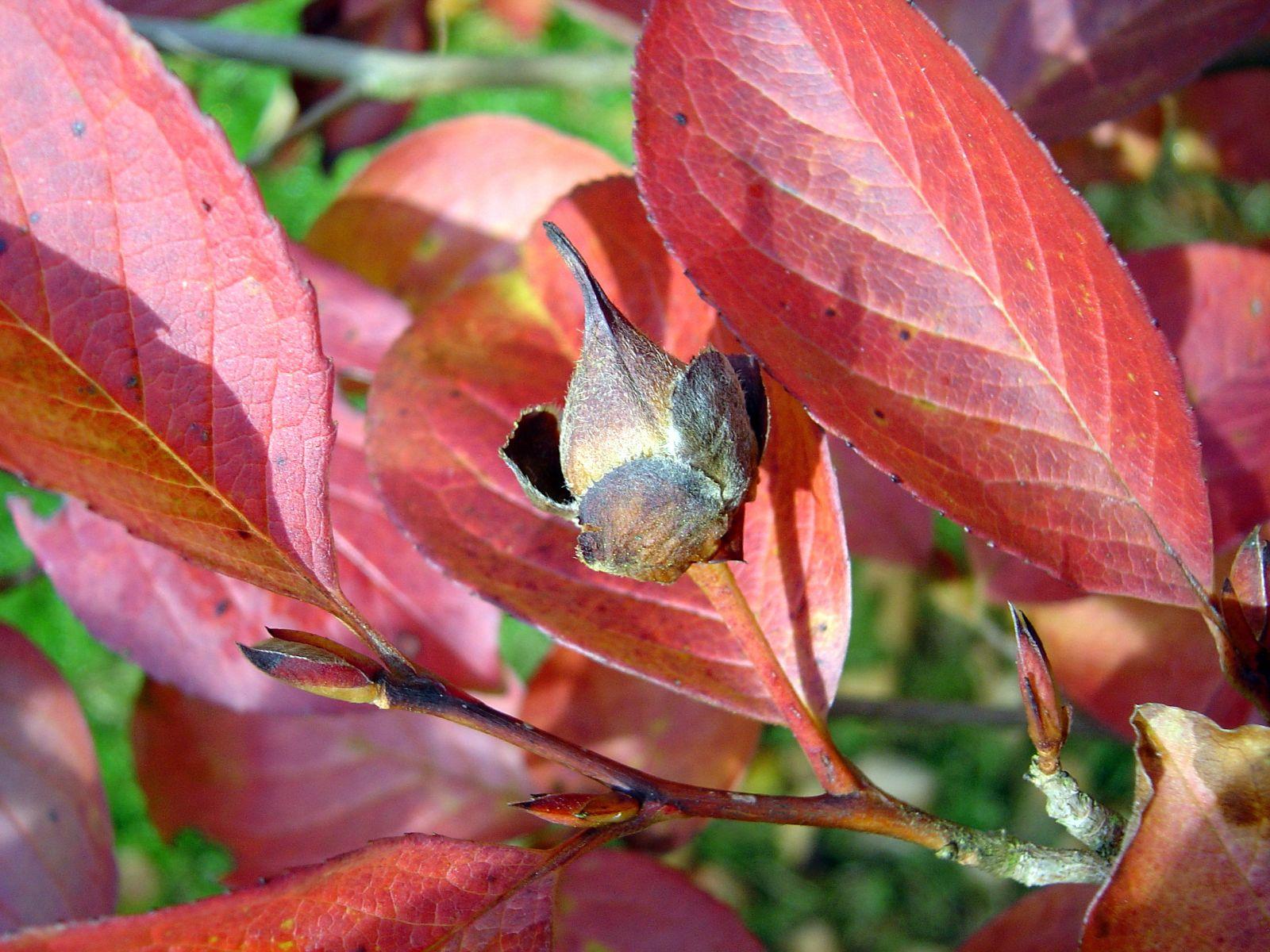 Stewartia Pseudocamelia - View 11 from www redcrocus com