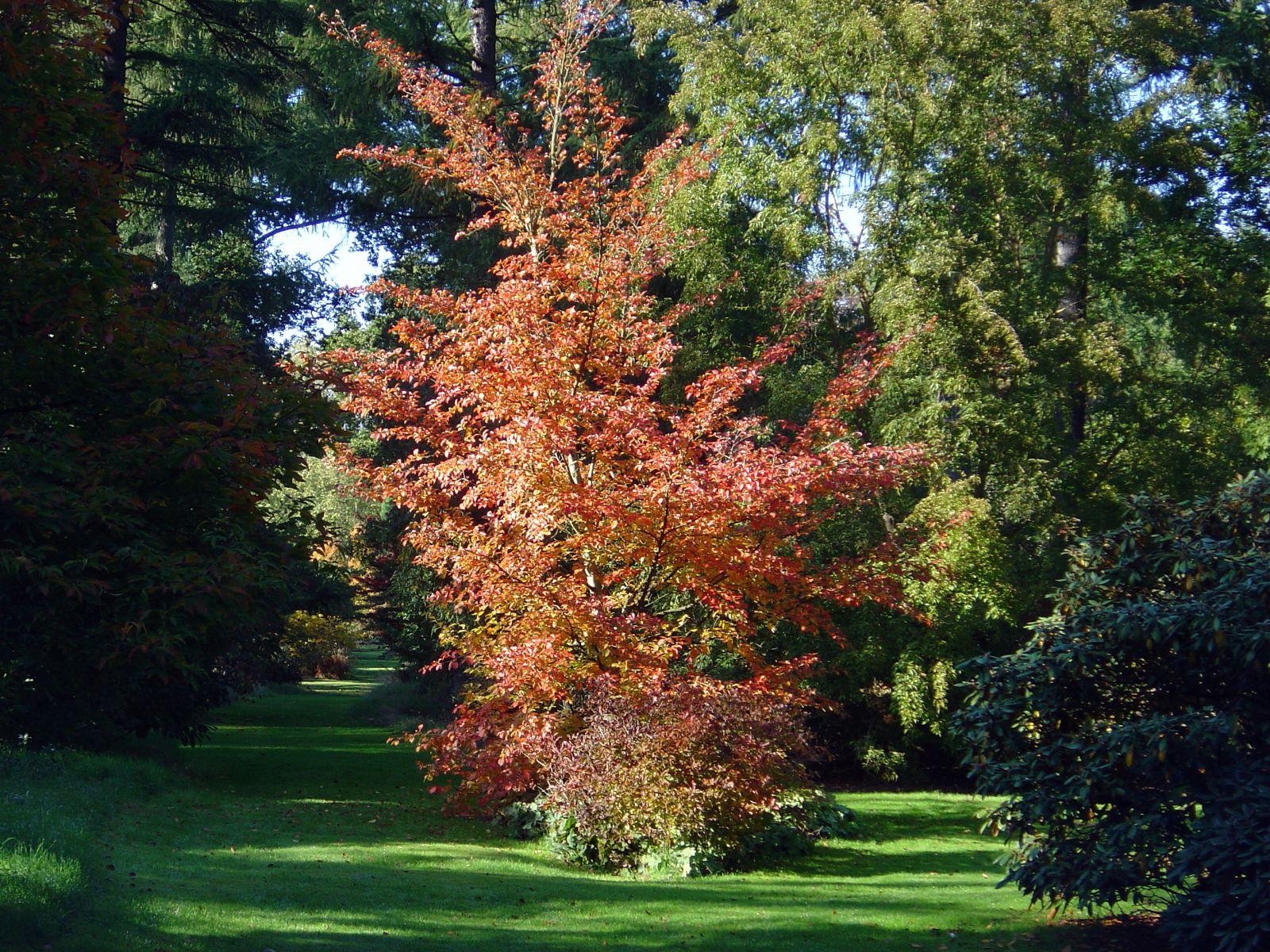 Stewartia Pseudocamelia - View 12 from www redcrocus com