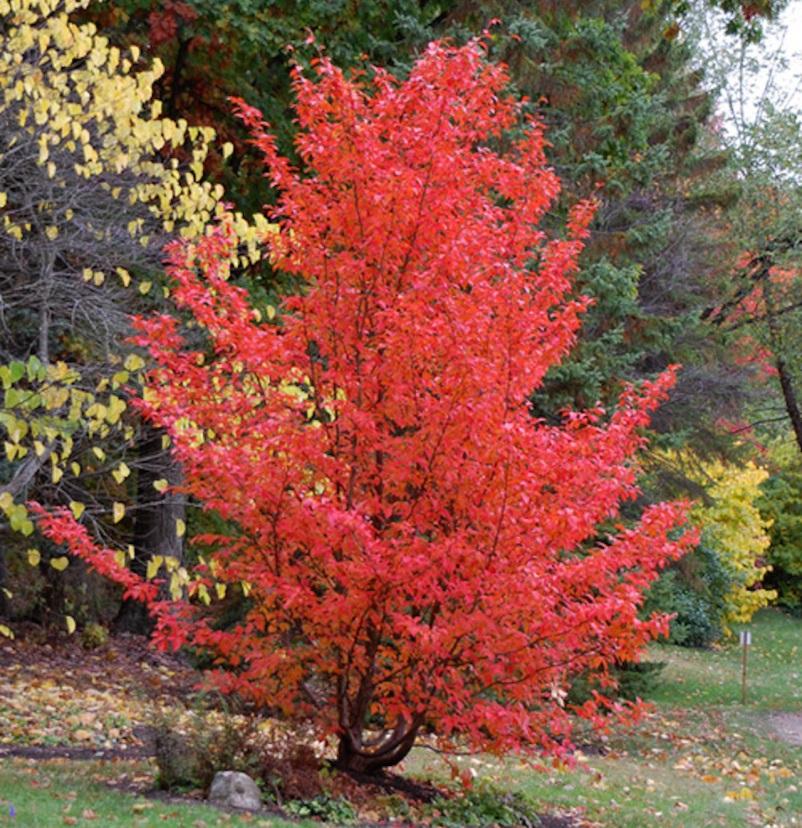 Stewartia Pseudocamelia - View 13 from www redcrocus com