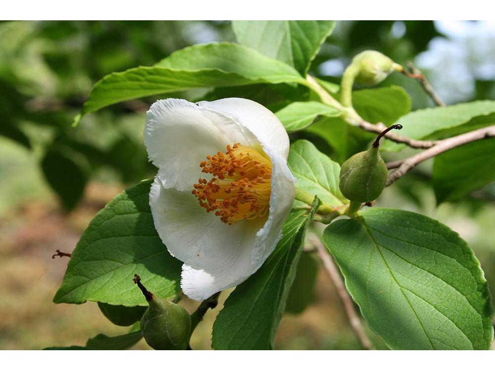 Stewartia Pseudocamelia - View 16 from www redcrocus com