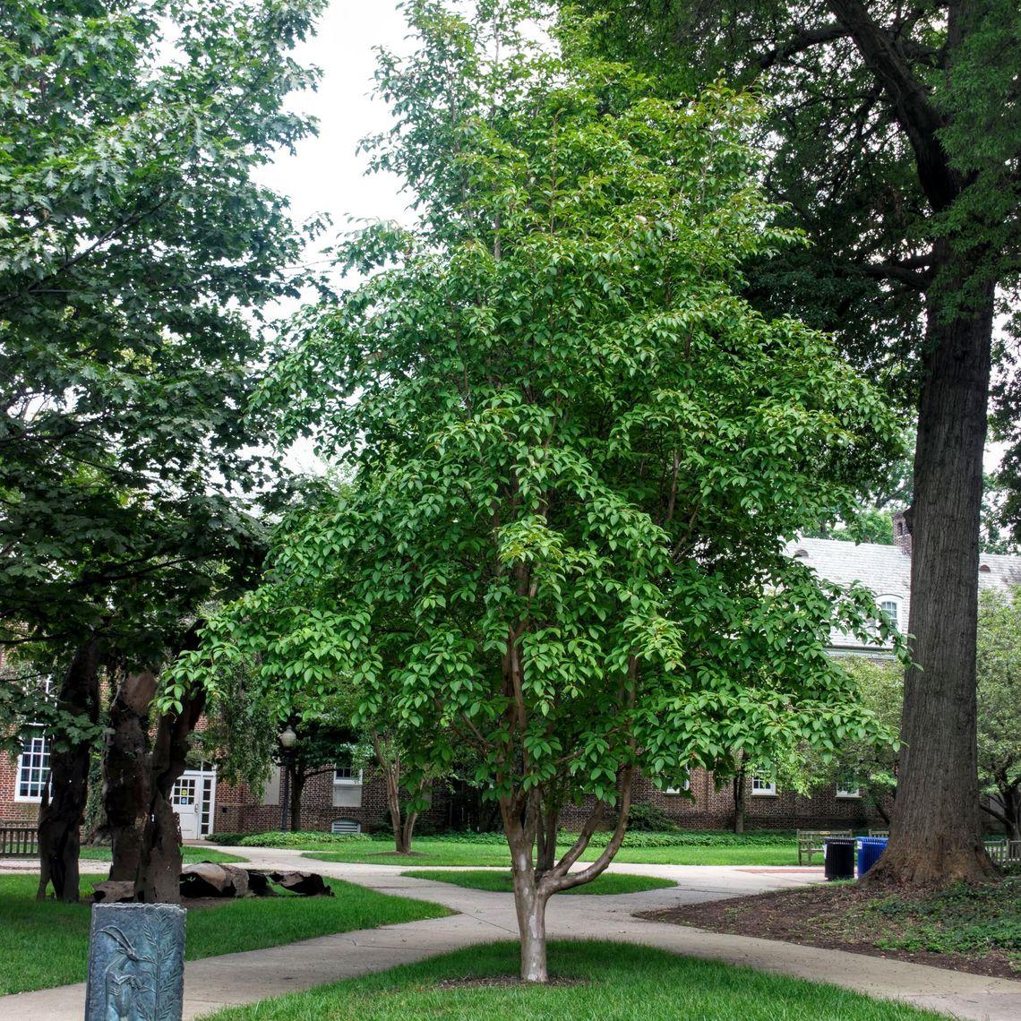 Stewartia Pseudocamelia - View 17 from www redcrocus com