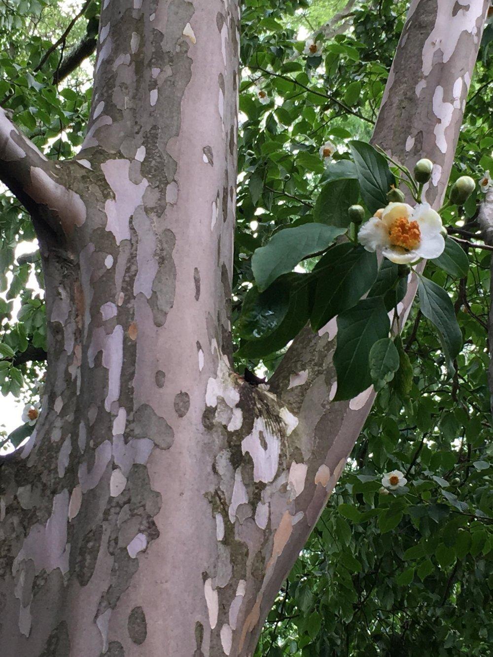 Stewartia Pseudocamelia - View 18 from www redcrocus com