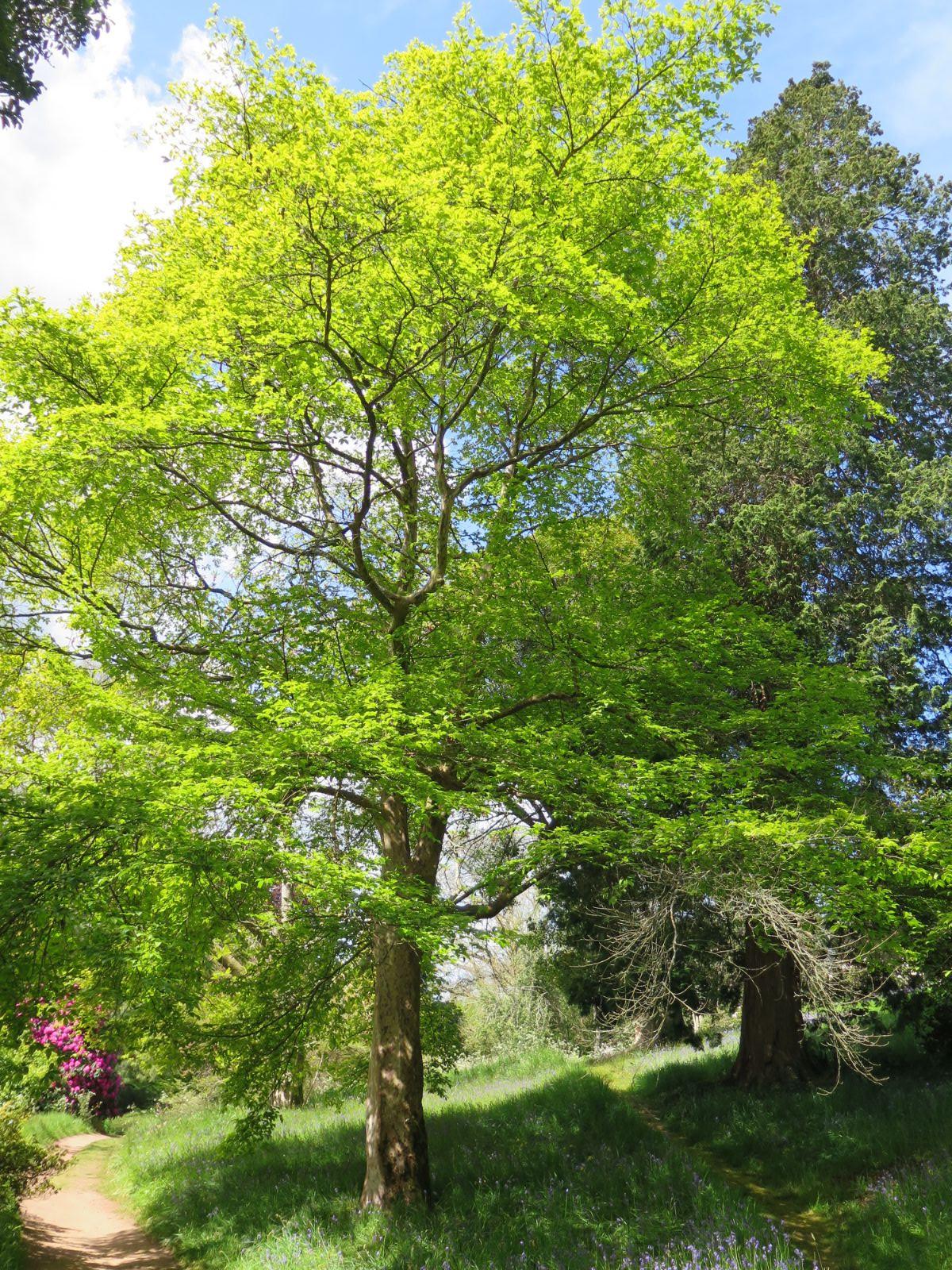 Stewartia Pseudocamelia - View 1 from www redcrocus com