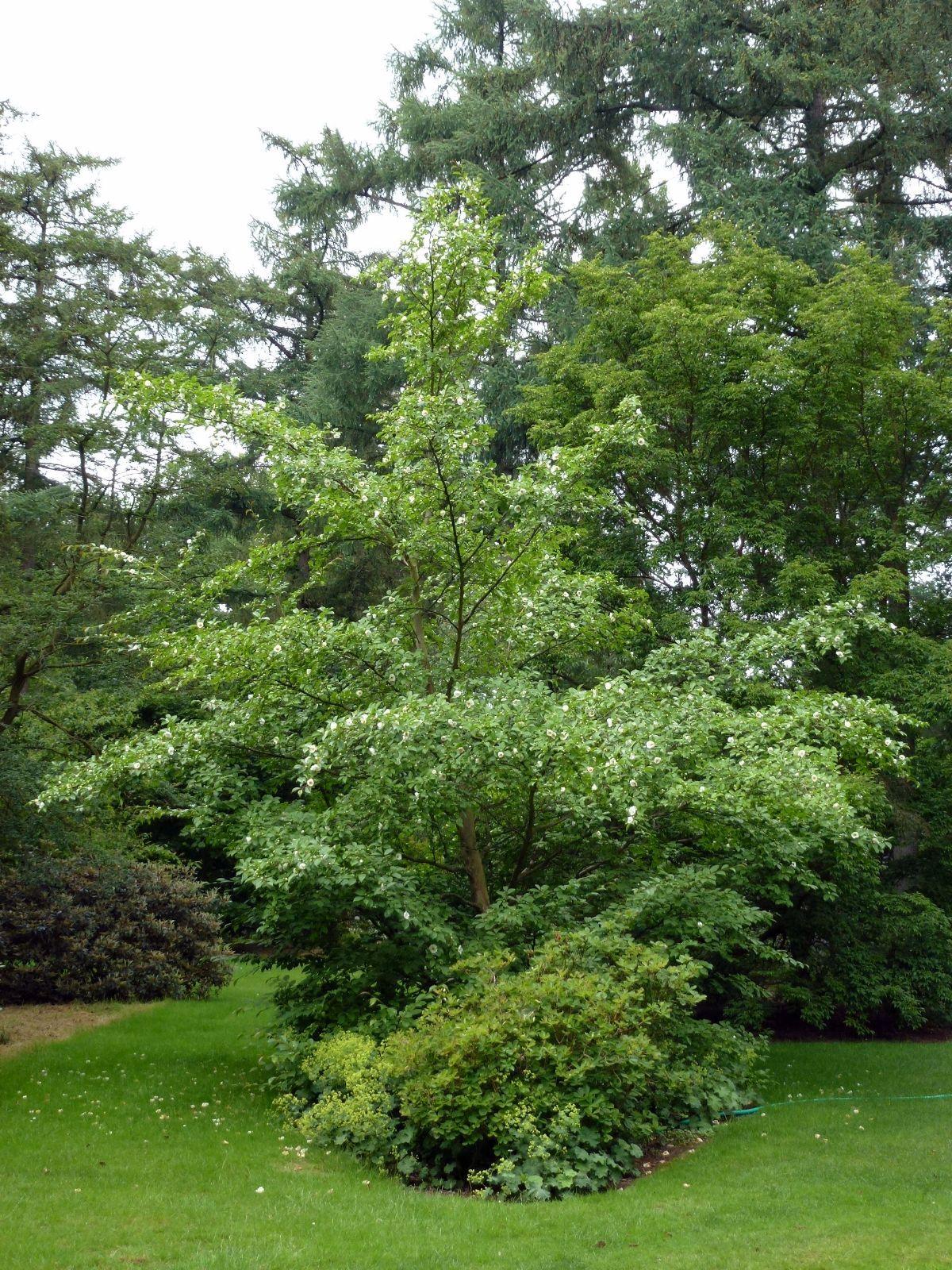 Stewartia Pseudocamelia - View 20 from www redcrocus com