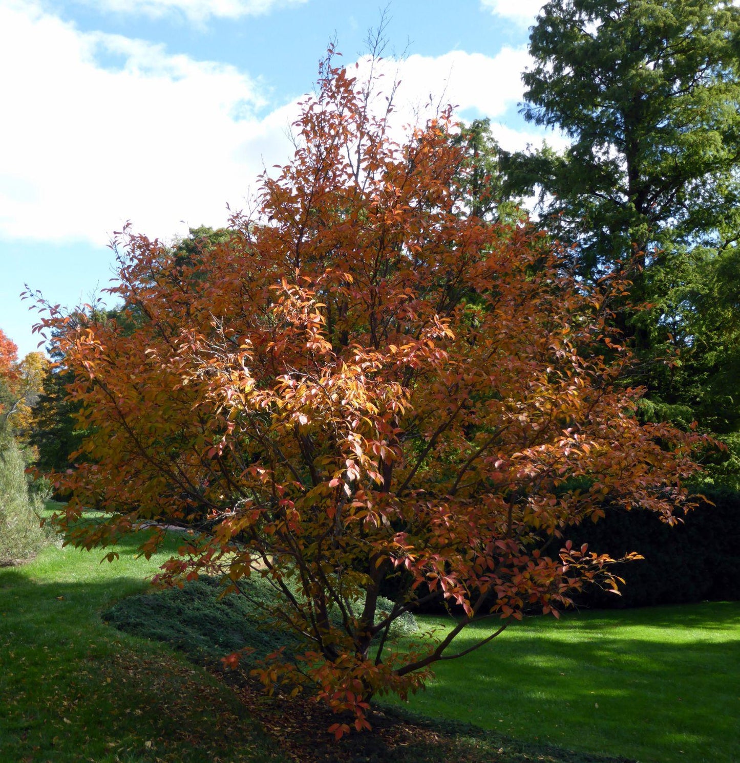 Stewartia Pseudocamelia - View 3 from www redcrocus com