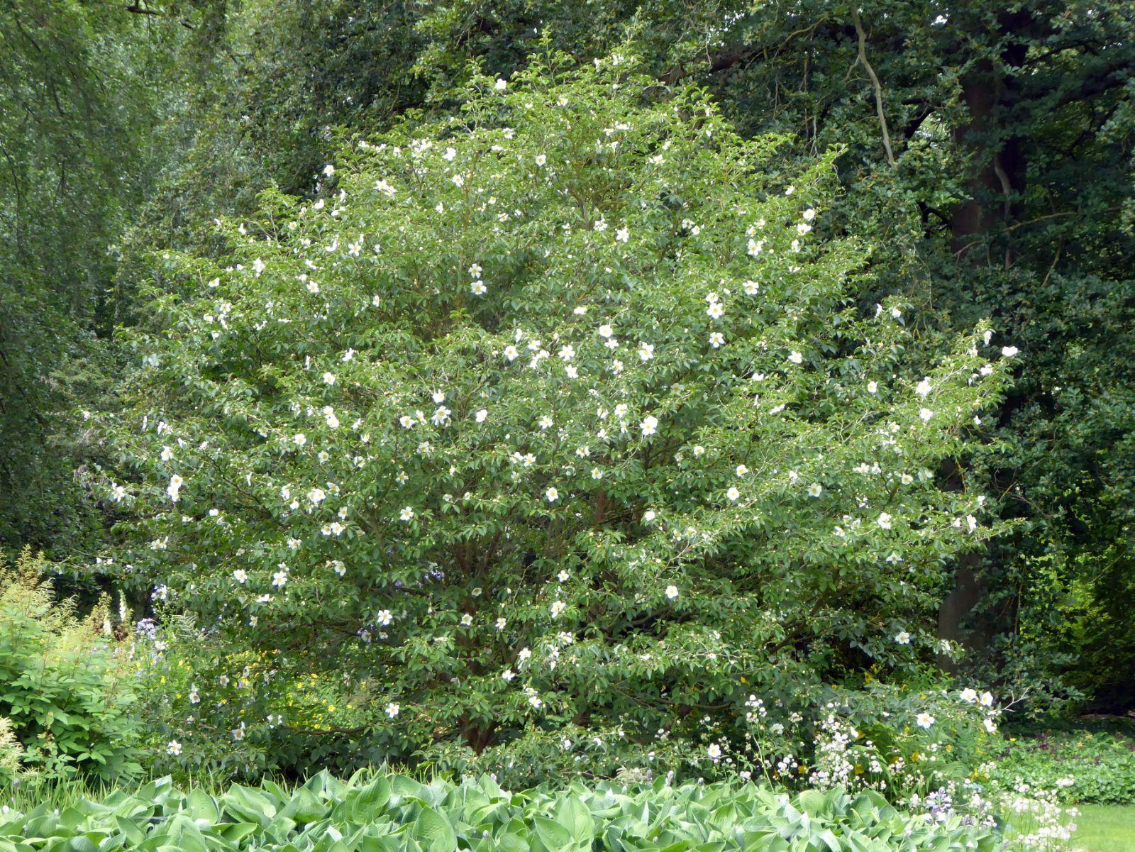 Stewartia Pseudocamelia - View 4 from www redcrocus com