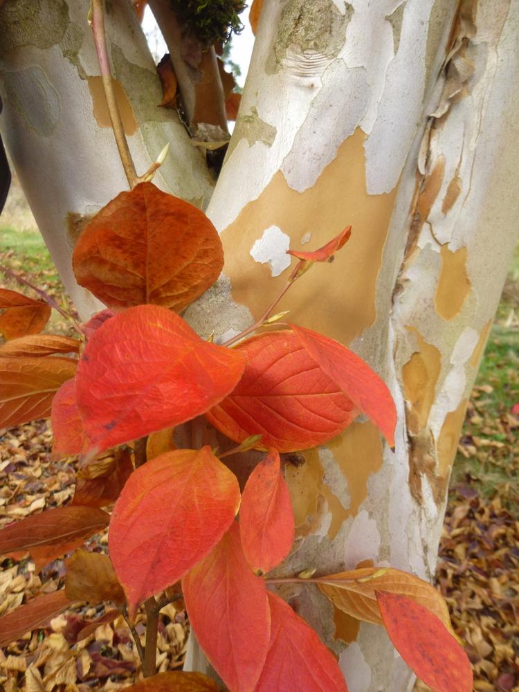 Stewartia Pseudocamelia - View 6 from www redcrocus com