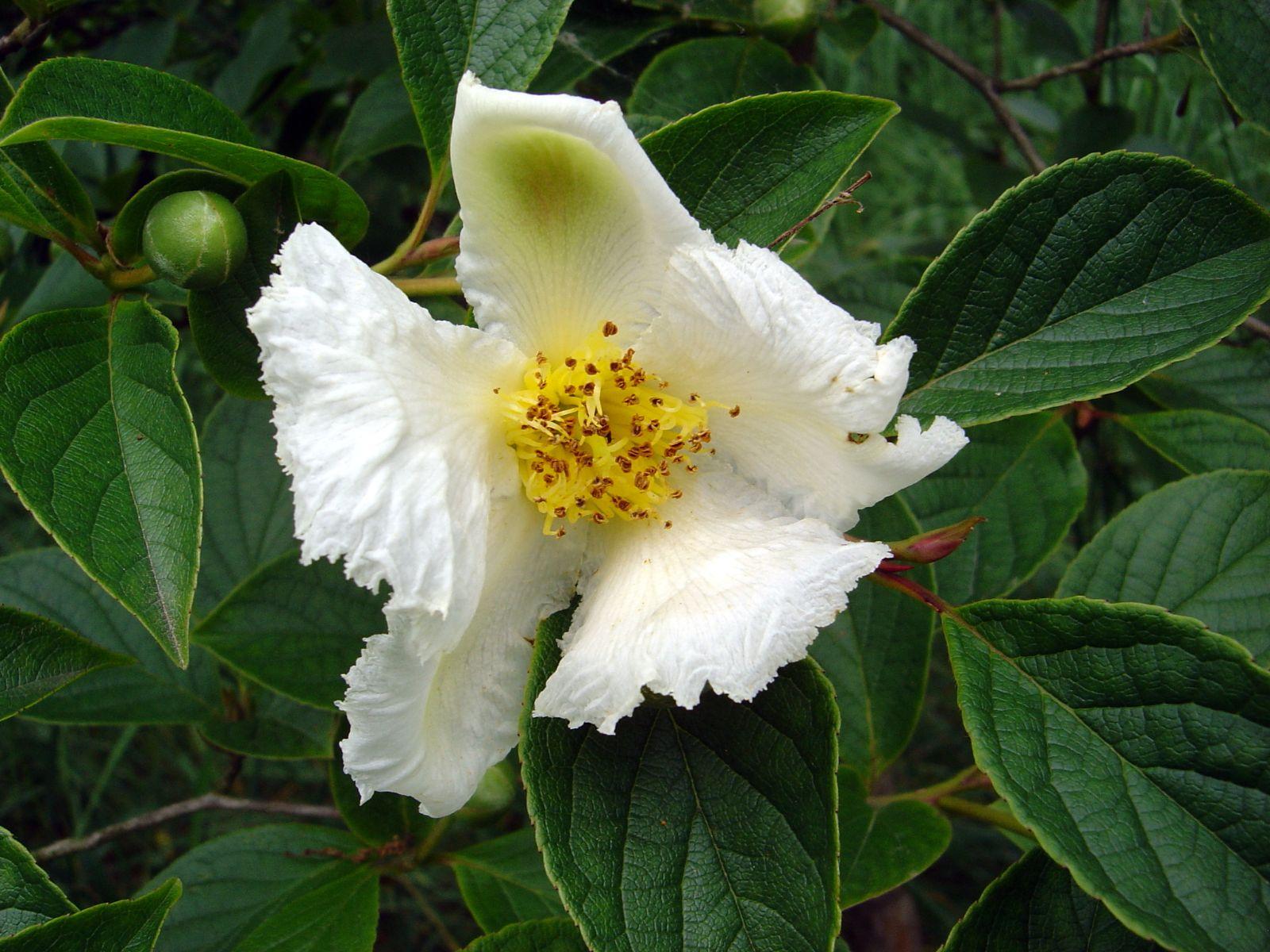 Stewartia Pseudocamelia - View 7 from www redcrocus com