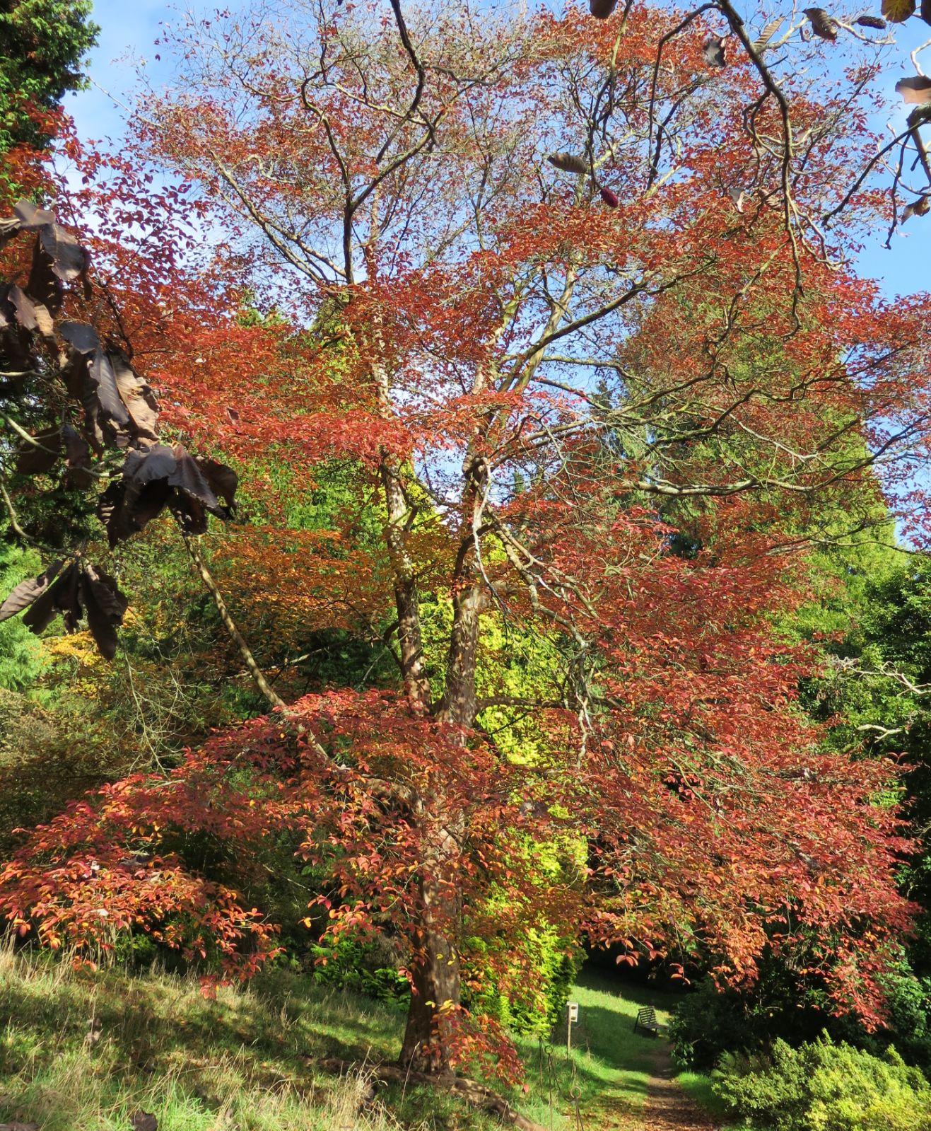 Stewartia Pseudocamelia - View 8 from www redcrocus com