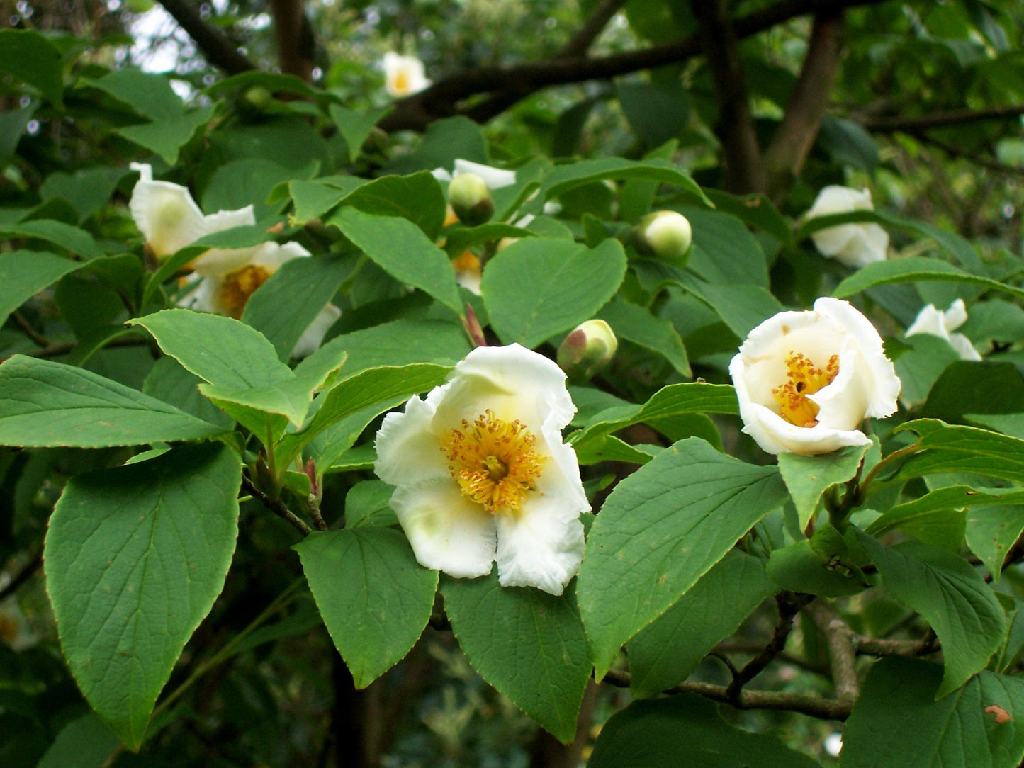 Stewartia Pseudocamelia - View 9 from www redcrocus com