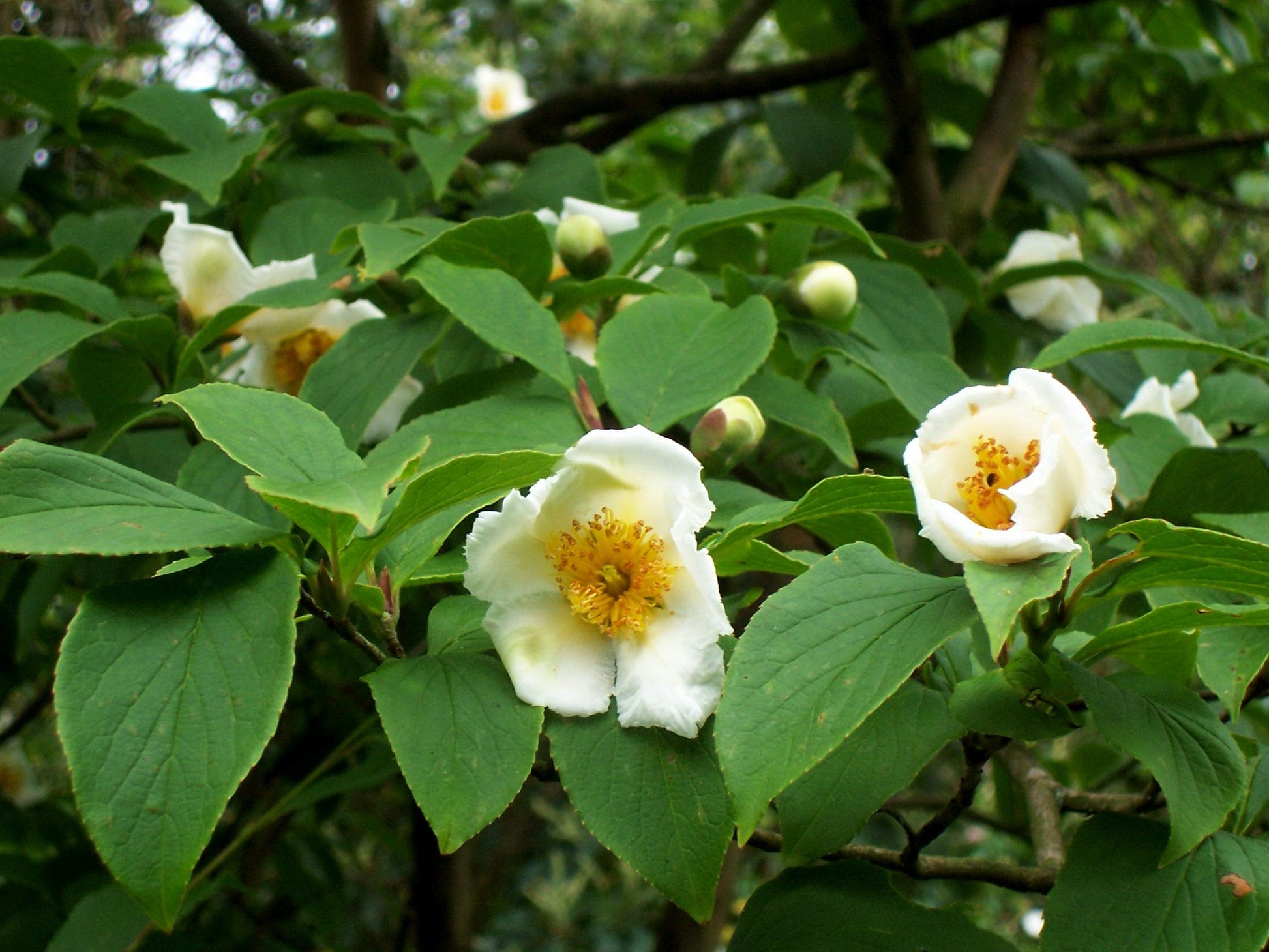 Stewartia Pseudocamelia - View 9 from www redcrocus com