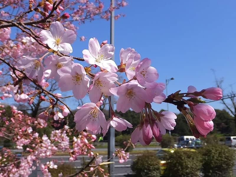 Prunus Yedoensis Akebono - View 10 from www redcrocus com