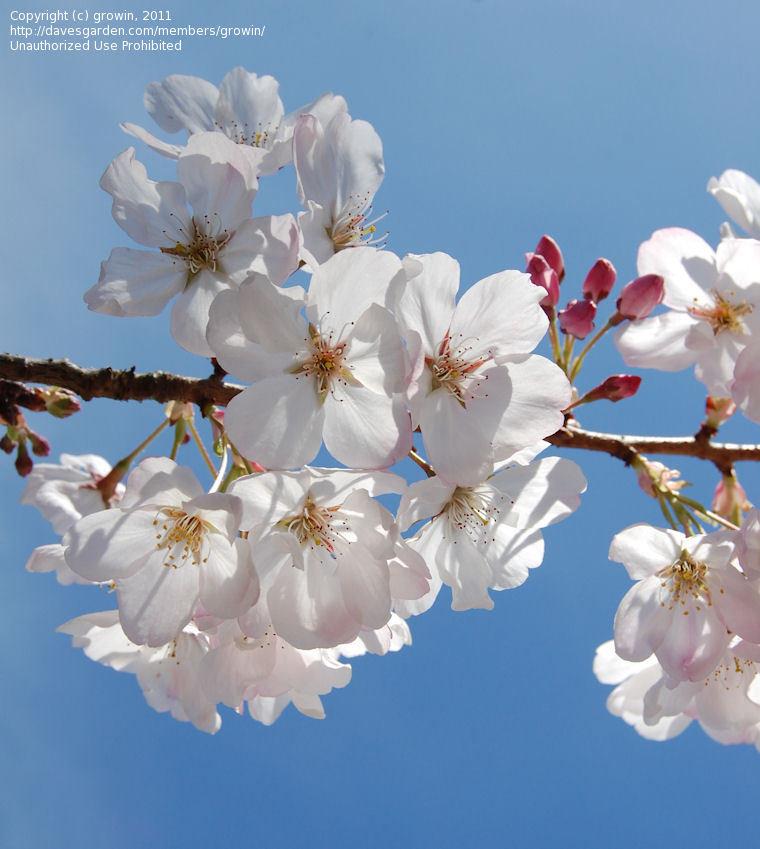 Prunus Yedoensis Akebono - View 15 from www redcrocus com