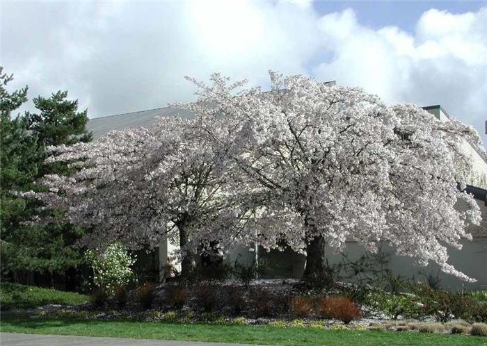 Prunus Yedoensis Akebono - View 17 from www redcrocus com