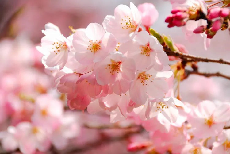 Prunus Yedoensis Akebono - View 3 from www redcrocus com