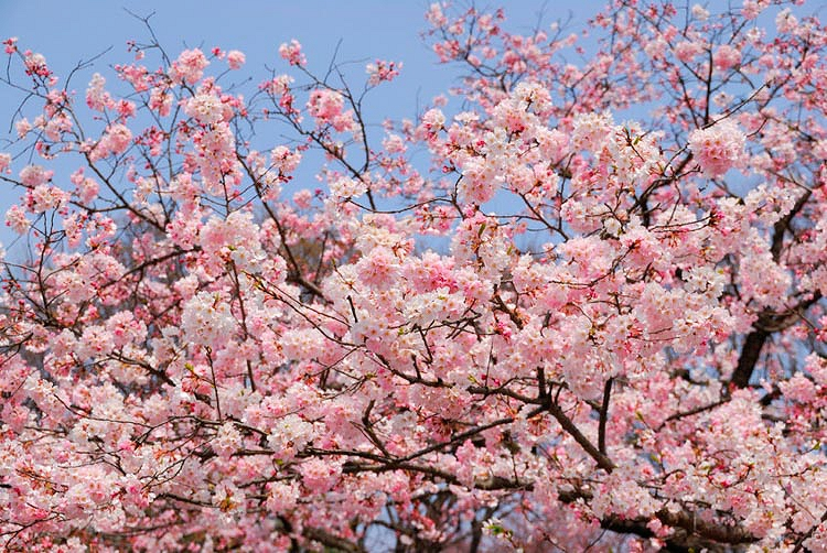 Prunus Yedoensis Akebono - View 4 from www redcrocus com
