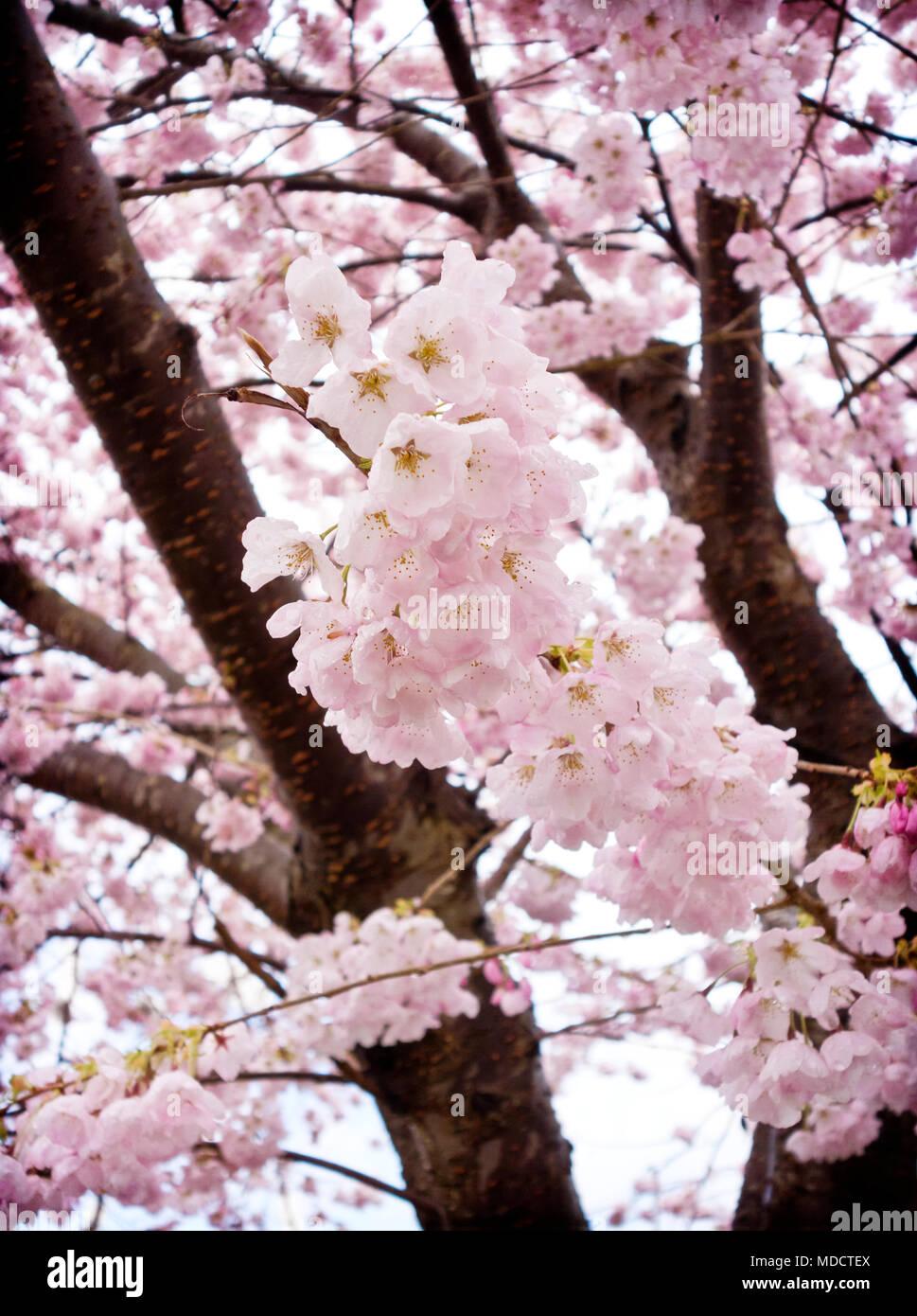 Prunus Yedoensis Akebono - View 7 from www redcrocus com
