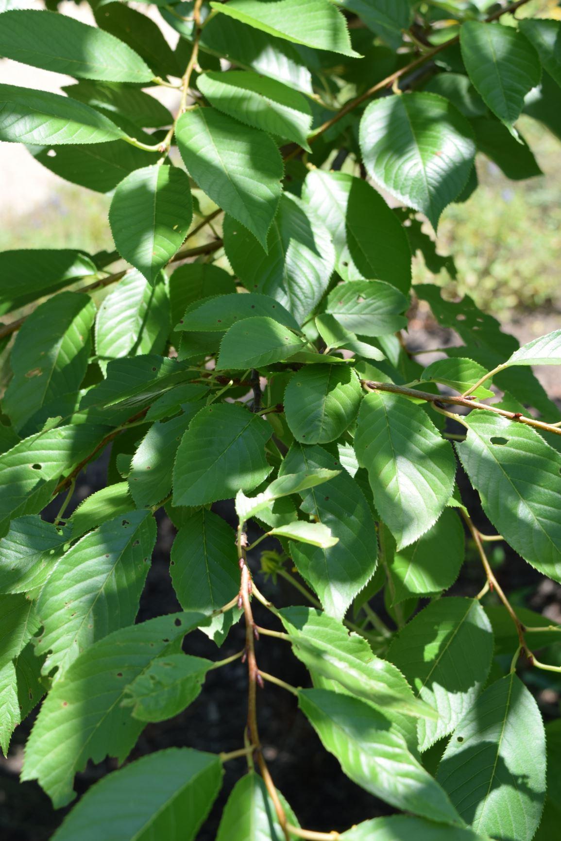 Prunus Yedoensis Akebono - View 9 from www redcrocus com