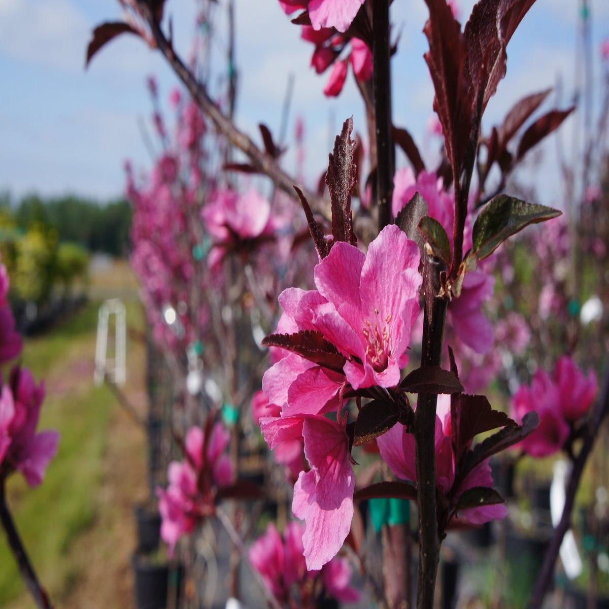 Malus Showtime - View 14 from www redcrocus com